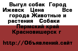 Выгул собак. Город Ижевск › Цена ­ 150 - Все города Животные и растения » Собаки   . Пермский край,Красновишерск г.